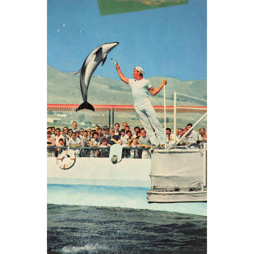 Marineland Pacific Palos Verdes CA Chrome Postcard Porpoise Show GW-70 Unused - Picture 1 of 2